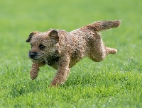 Étalon Border Terrier - Niflette Des petites nouches