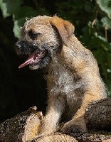 Étalon Border Terrier - Ricqles Des petites nouches