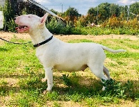 Étalon Bull Terrier - New star Des Bulls Du Hainaut