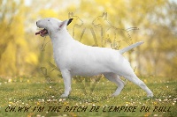 Étalon Bull Terrier - CH. Ww i'm the bitch de l'Empire du Bull