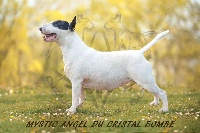 Étalon Bull Terrier - Mystic angel du Crystal Bombe