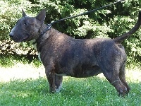 Étalon Bull Terrier - Legende at powerful heart (Sans Affixe)