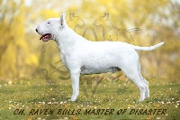 Étalon Bull Terrier - CH. Raven Bulls Master of disaster