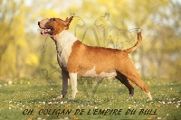 Étalon Bull Terrier - CH. Ooligan de l'Empire du Bull