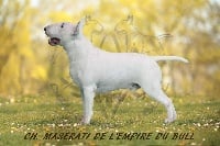 Étalon Bull Terrier - CH. Maserati de l'Empire du Bull
