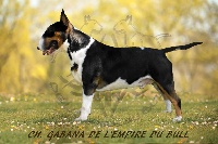 Étalon Bull Terrier - CH. Gabana de l'Empire du Bull