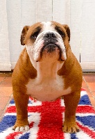 Étalon Bulldog Anglais - happy and glorious Great britain extravagance
