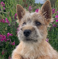 Étalon Cairn Terrier - Rutabaga Du pré moussey