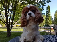 Étalon Cavalier King Charles Spaniel - Legend des Bulgarians