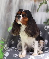 Étalon Cavalier King Charles Spaniel - Jilda Des p'tits Bizoulous