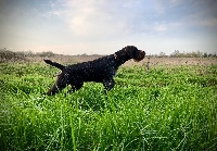 Étalon Chien d'arrêt allemand à poil dur - Praha Du Rallye Grande Sologne