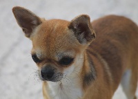 Étalon Chihuahua - Jolie mélodie du Domaine San Sébastian