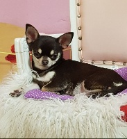 Étalon Chihuahua - Ortance du royaume des petits Anges