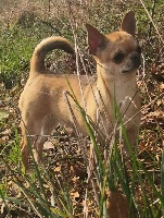 Étalon Chihuahua - Nougatine Des Pattounes Douces