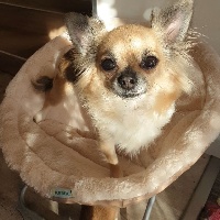 Étalon Chihuahua - Louna (Sans Affixe)