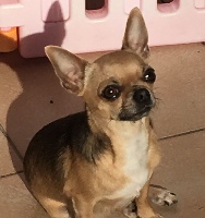 Étalon Chihuahua - Oh selene Du Secret Des Dieux