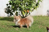 Étalon Chihuahua - Odin Des Collines D'Aztlan