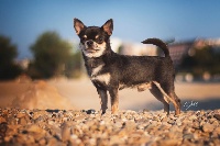 Étalon Chihuahua - CH. Oh so chic Des Petites Mirabelles