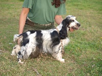 Étalon Cocker Spaniel Anglais - Narasingha of ai huong lan's Dreams