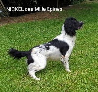 Étalon English Springer Spaniel - Nickel des Mille Epines