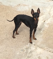 Étalon English Toy Terrier - Originale french romance Of tall and small