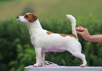 Étalon Jack Russell Terrier - de zeldrak Izia