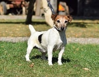 Étalon Jack Russell Terrier - H'lanoire De beaudribos