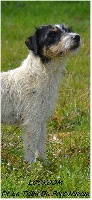 Étalon Jack Russell Terrier - Lookoom de la tribu du port nawak