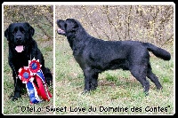 Étalon Labrador Retriever - Otello sweet love Du Domaine Des Contes