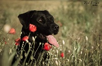 Étalon Labrador Retriever - Red Sweet Ourasi