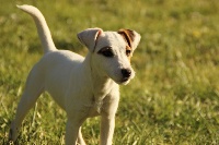 Étalon Parson Russell Terrier - Phee clochette Rosas Da Madeira