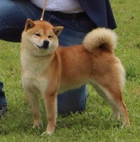 Geraldine Magnien Elevage De Shiba Inu A Montagnieu