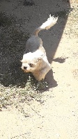 Étalon Shih Tzu - Oslo (Sans Affixe)