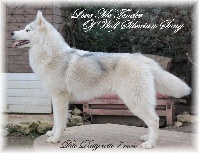 Étalon Siberian Husky - Love me tender Of Wolf Siberian Song