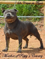 Étalon Staffordshire Bull Terrier - Mouchoo Of Poppy's Country