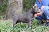 Étalon Staffordshire Bull Terrier - brave spirit Kriss blue diamond
