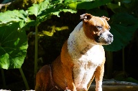 Étalon Staffordshire Bull Terrier - Like-a-pretty-girl du grand Molosse