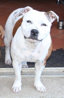 Étalon Staffordshire Bull Terrier - O'bella joy of Happy Angels