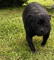 Étalon Staffordshire Bull Terrier - Mulan Killer Black