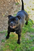 Étalon Staffordshire Bull Terrier - Push me up baby of the warriors black skins