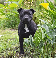 Étalon Staffordshire Bull Terrier - Pretty lady The Little Devil Of Breizh