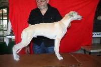 Étalon Whippet - Punky von Hoëhenzoller