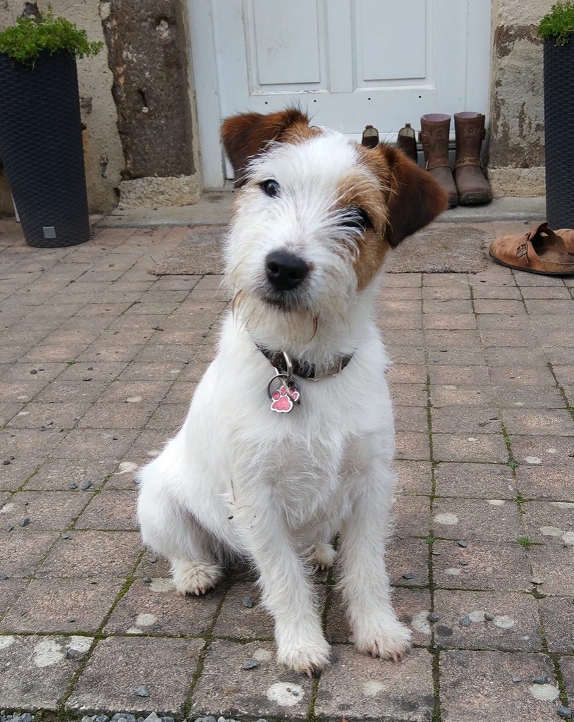 Chien Elevage Du Chêne Des Haies eleveur de chiens Parson Russell Terrier