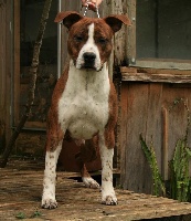 Étalon American Staffordshire Terrier - Paco el bandito rockstone Des Gardiens Du Rêve Eternel