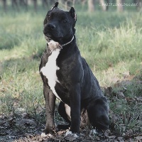 Étalon American Staffordshire Terrier - Natty Diamonds Pretty black pearl