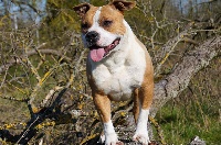 Étalon American Staffordshire Terrier - Paris the Forgiveness American Dog