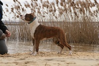 Étalon American Staffordshire Terrier - Pika choux rockstone Des Gardiens Du Rêve Eternel