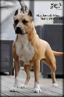 Étalon American Staffordshire Terrier - musclerock Miss natty diamonds