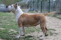 Étalon American Staffordshire Terrier - CH. Ch. leïa lady of my heart Des Gardiens De Malléa