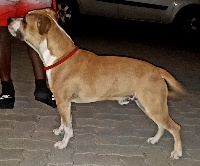 Étalon American Staffordshire Terrier - Legend Of Dreams Original golden jaw
